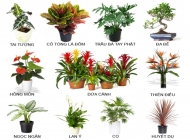 Các loại cây trồng trong nhà theo phong thủy