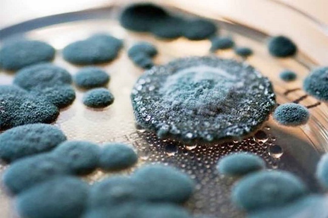 nam moc den gay hai suc khoe