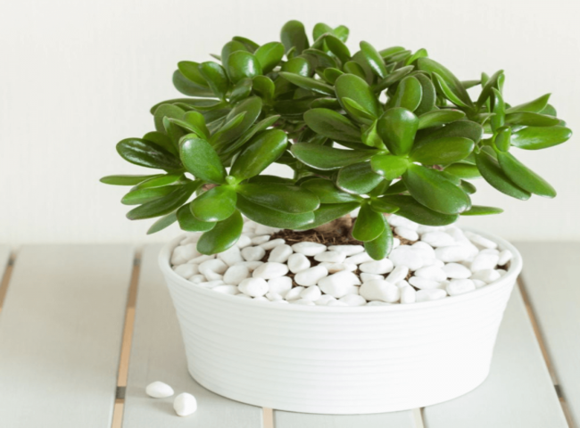 Các loại cây trồng trong nhà theo phong thủy - Cây Ngọc bích