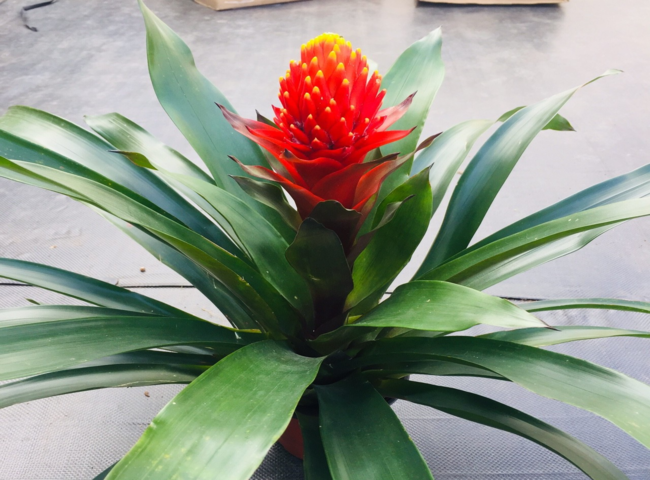 Các loại cây trồng trong nhà theo phong thủy - Cây Phát Lộc Hoa