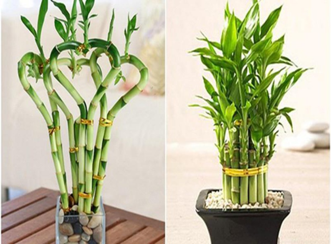 Các loại cây trồng trong nhà theo phong thủy - Cây Phất Dụ