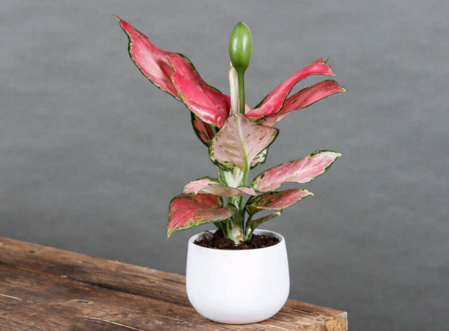 Các loại cây trồng trong nhà theo phong thủy - Cây Vạn Lộc