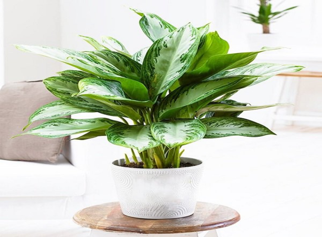 Các loại cây trồng trong nhà theo phong thủy - Cây bạch mã hoàng tử