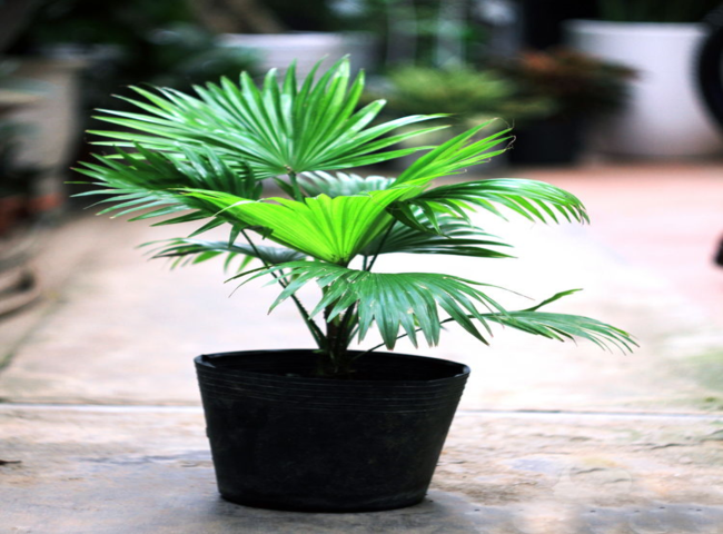 Các loại cây trồng trong nhà theo phong thủy - Cây Cọ cảnh