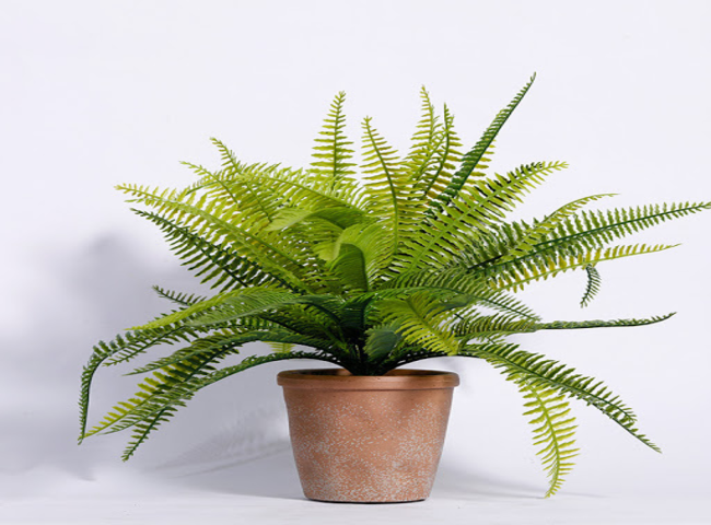 Các loại cây trồng trong nhà theo phong thủy - Cây Dương xỉ