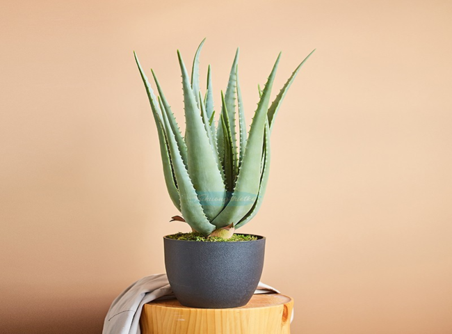 Các loại cây trồng trong nhà theo phong thủy - Cây nha đam