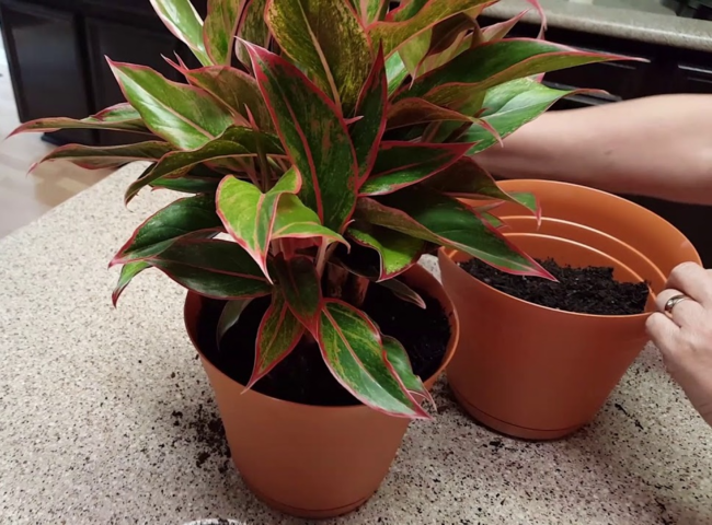 Các loại cây trồng trong nhà theo phong thủy - Cây Phú Quý