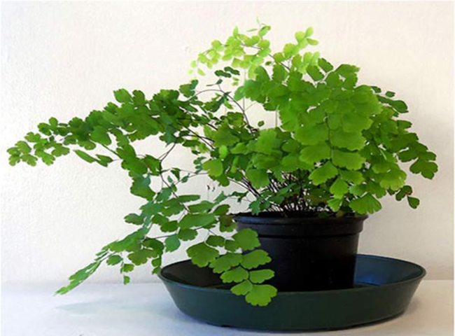 Các loại cây trồng trong nhà theo phong thủy - Cây Tóc Thần vệ nữ