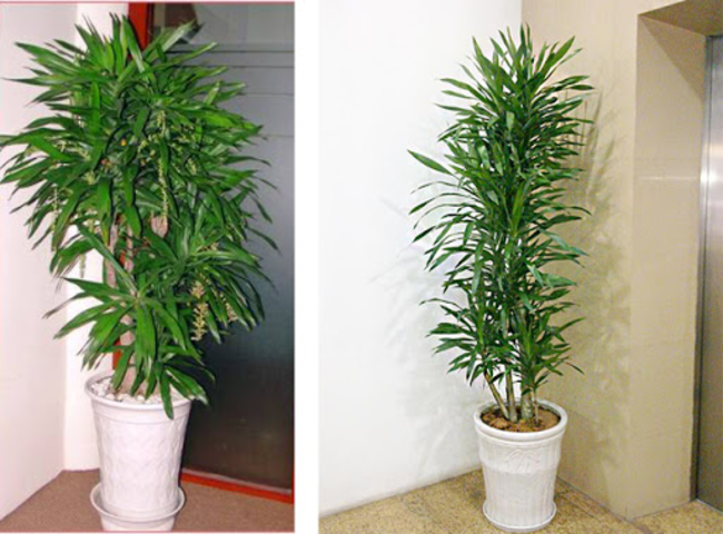 Các loại cây trồng trong nhà theo phong thủy - Cây Thanh Lan