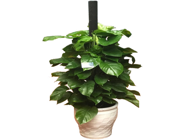 Các loại cây trồng trong nhà theo phong thủy - Cây Trầu bà