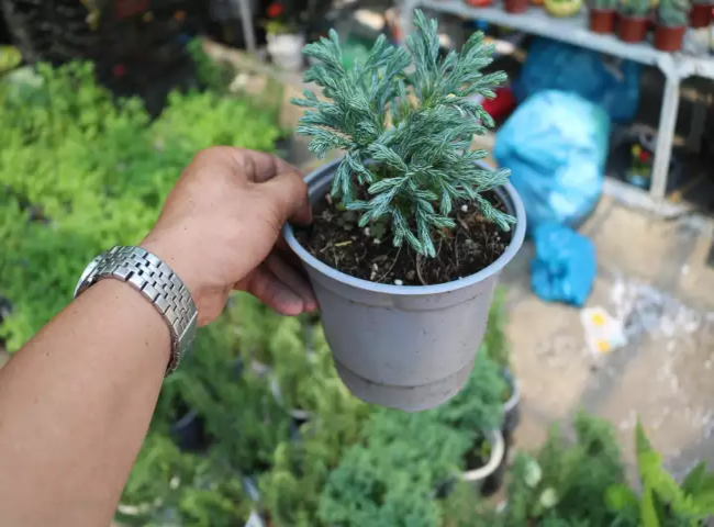 Các loại cây trồng trong nhà theo phong thủy - Cây tuyết tùng