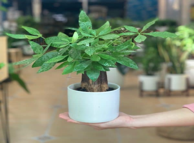 Các loại cây trồng trong nhà theo phong thủy - Cây Kim Ngân