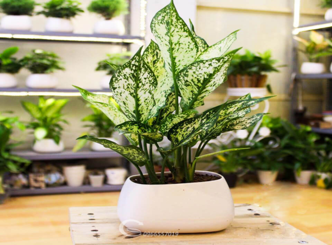 Các loại cây trồng trong nhà theo phong thủy - Cây Ngọc Ngân