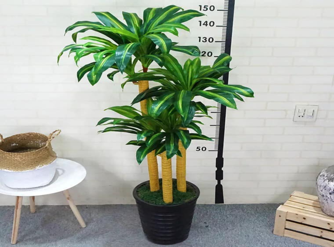 Các loại cây trồng trong nhà theo phong thủy - Cây thiết mộc lan