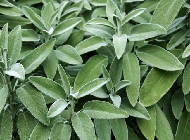 Cách khử mùi hôi cơ thể bằng rau xô thơm