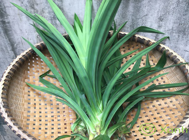 Cách khử mùi điều hòa xe ô tô bằng lá dứa