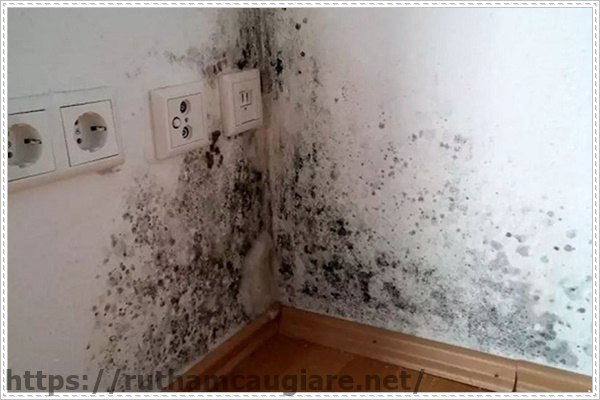 Nấm mốc gây mùi hôi trong phòng kín